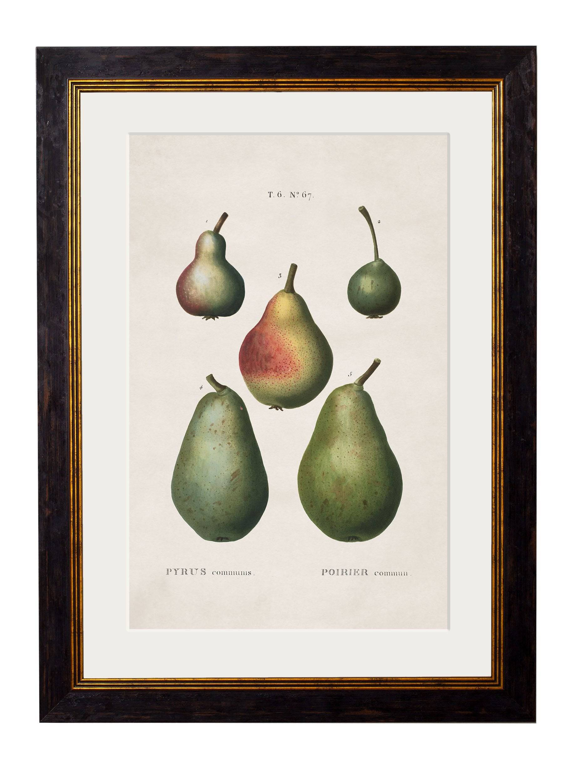 Purchase Set of 4 1819 British Fruit Illustration Prints with Archival Finish