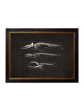 Purchase c.1870 Anatomical Skeletons Dark collection of four framed prints UK

