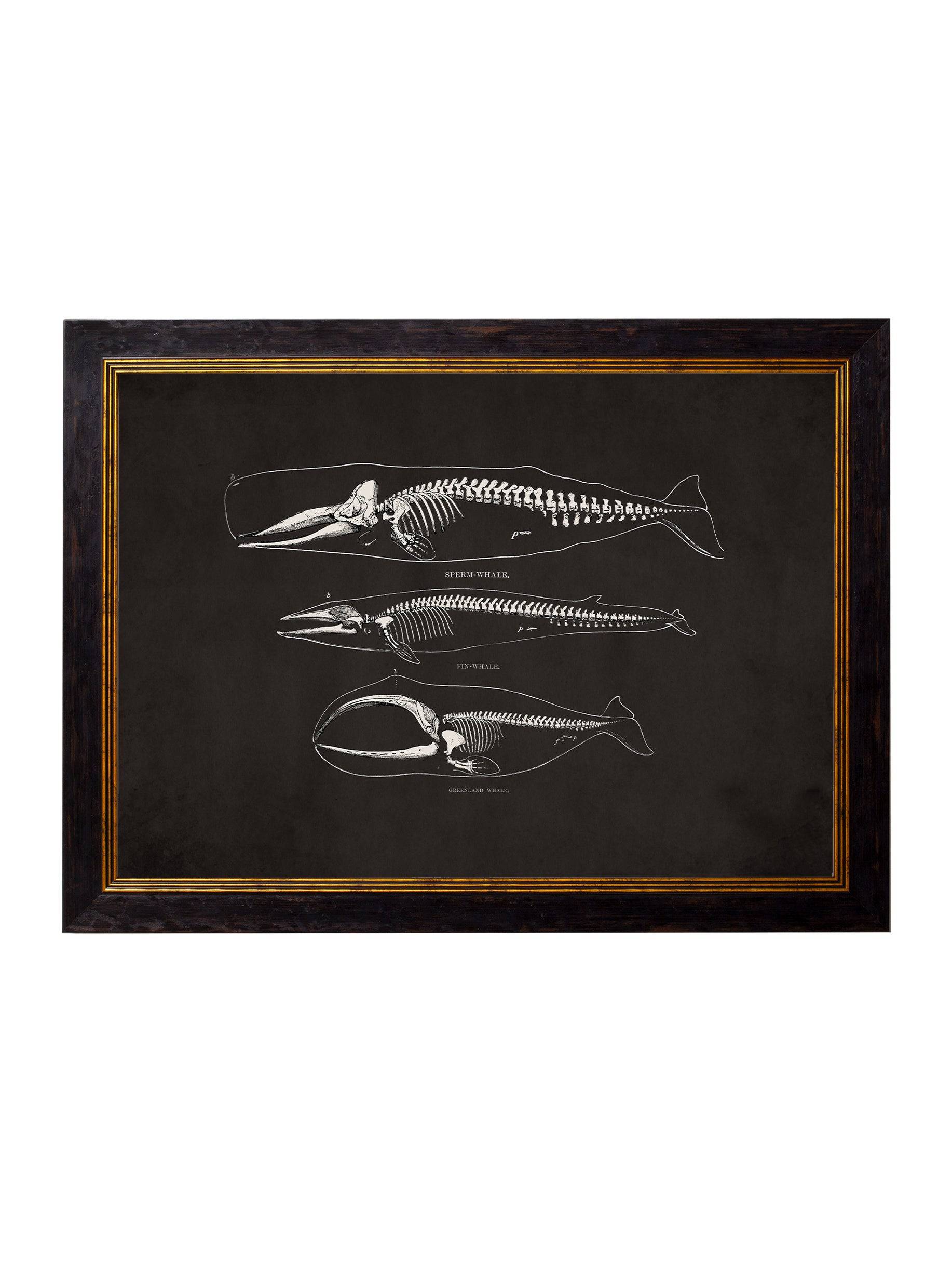 Purchase c.1870 Anatomical Skeletons Dark collection of four framed prints UK
