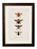 Purchase c.1892 Vintage Entomology Prints Featuring Bees and Wasps - High Quality
