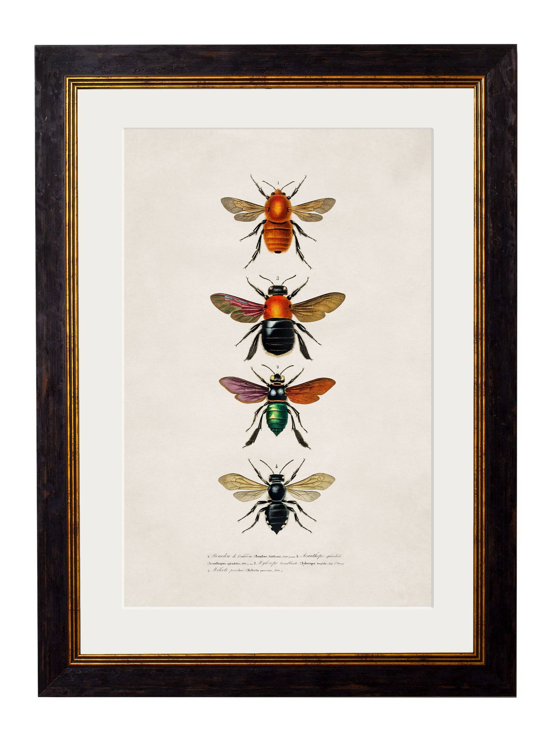 Purchase c.1892 Vintage Entomology Prints Featuring Bees and Wasps - High Quality