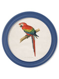 C.1884 Collection of Macaws in Round Frames Blue - Blythe Living