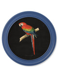 C.1884 Collection of Macaws in Round Frames Blue - Blythe Living