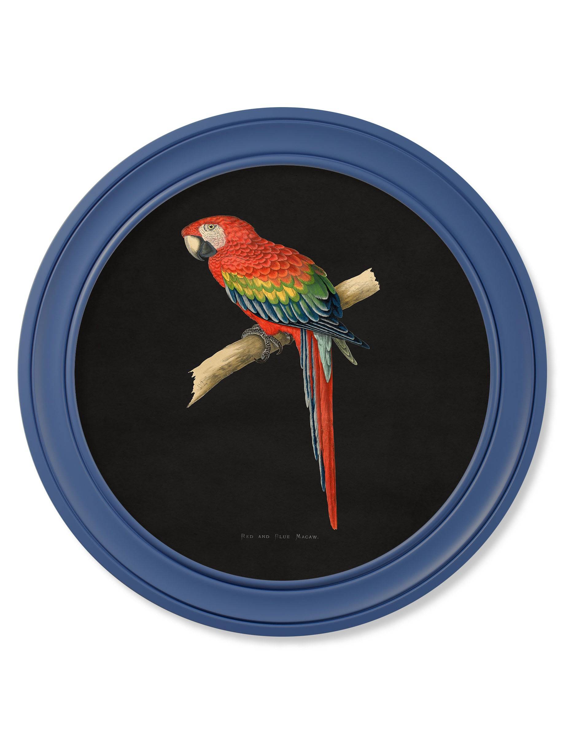 C.1884 Collection of Macaws in Round Frames Blue - Blythe Living