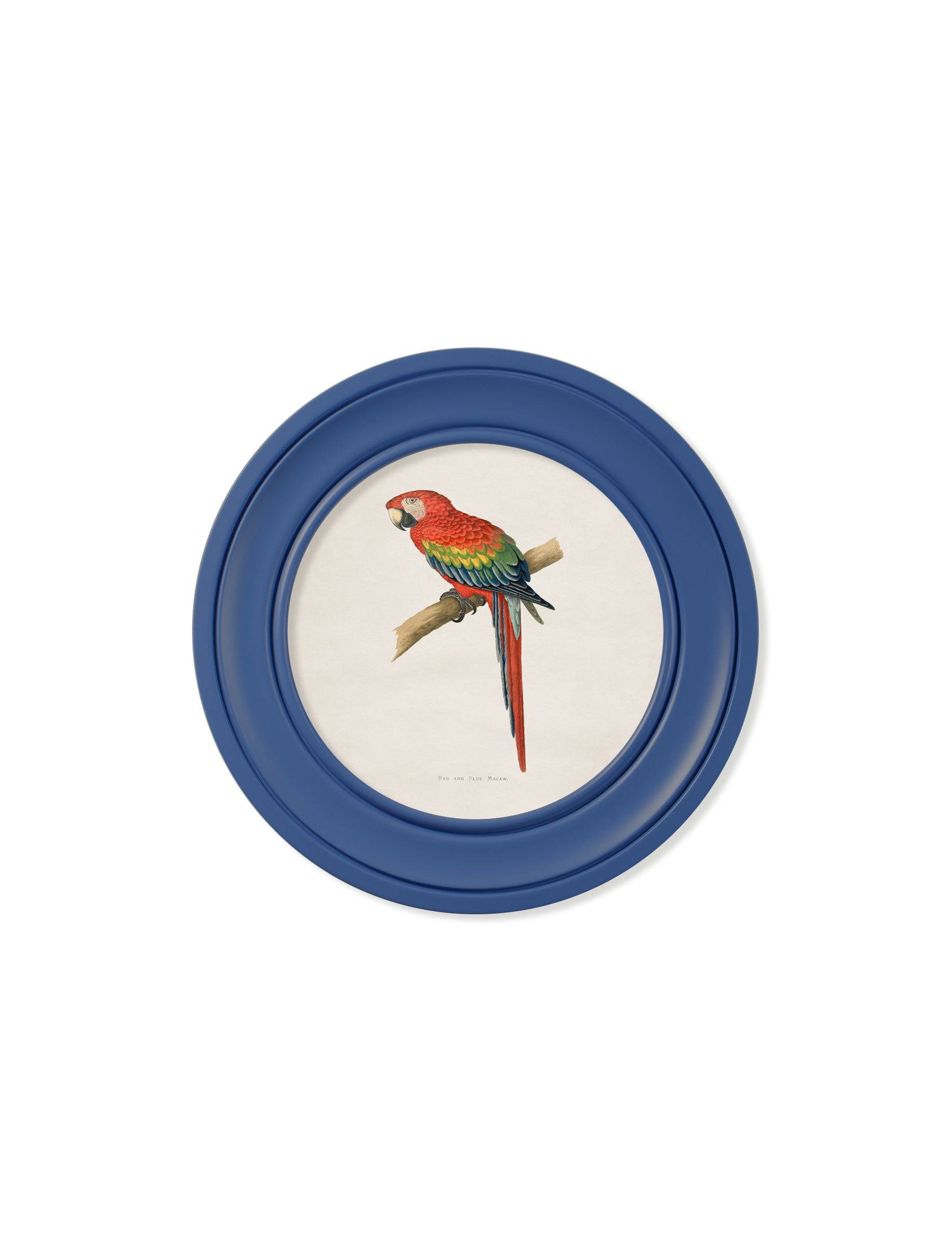 C.1884 Collection of Macaws in Round Frames Blue - Blythe Living