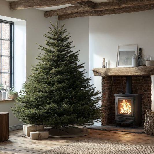 Real Nordman Fir Christmas Tree