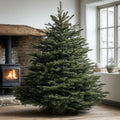 Real Nordman Fir Christmas Tree Online