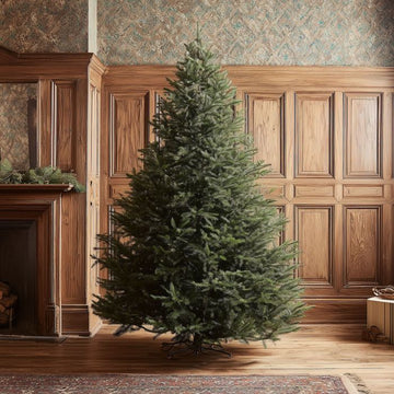 Real Norway Spruce Christmas Tree 