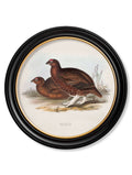 c.1837's British Game Birds - Round - Blythe Living