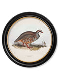 c.1837's British Game Birds - Round - Blythe Living