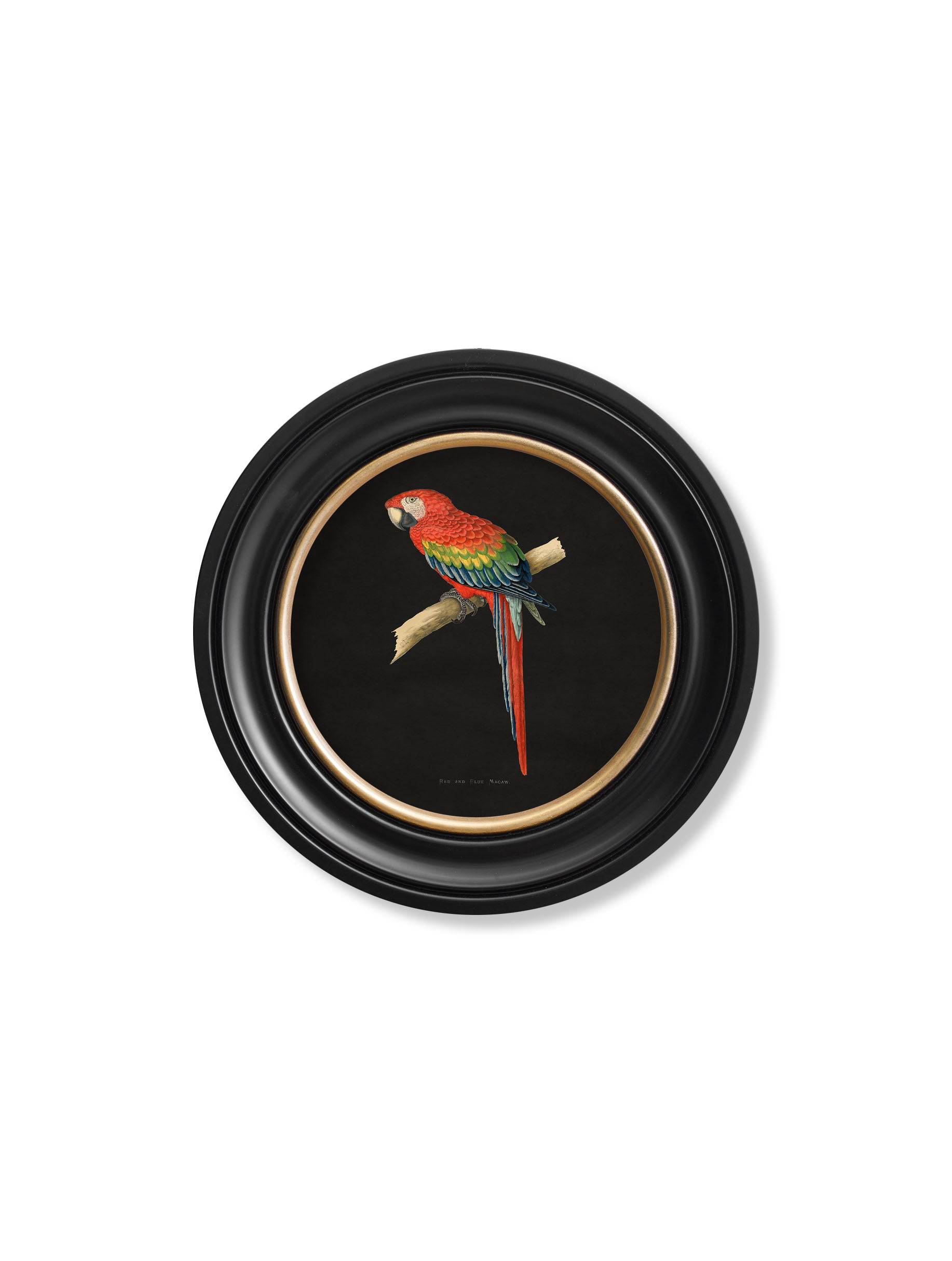 C.1884 Collection of Macaws in Round Frames - Black - Blythe Living