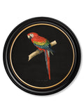 C.1884 Collection of Macaws in Round Frames - Black - Blythe Living