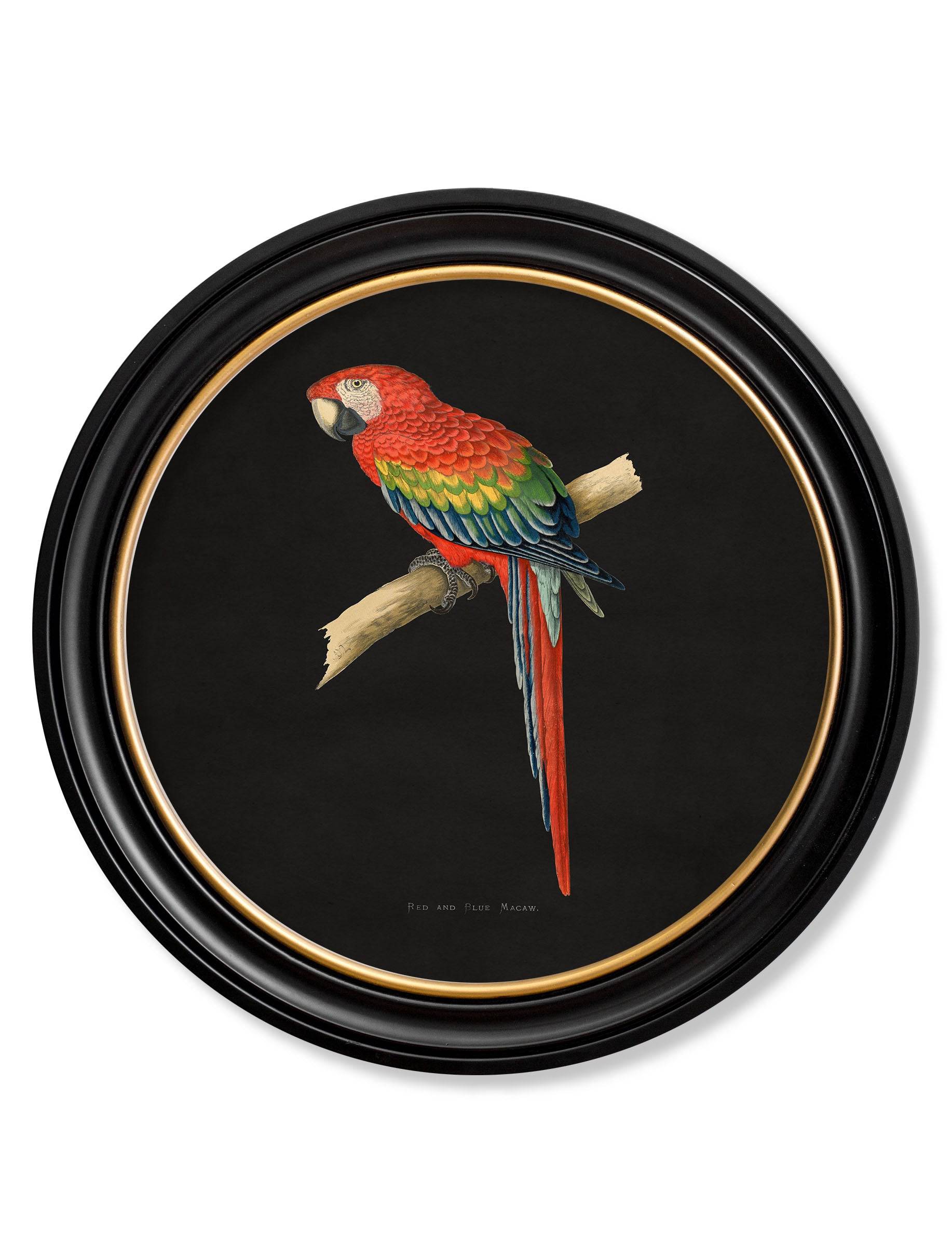 C.1884 Collection of Macaws in Round Frames - Black - Blythe Living