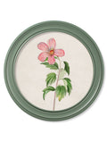 c.1780 Flowering Plants Round Frame Green - Blythe Living