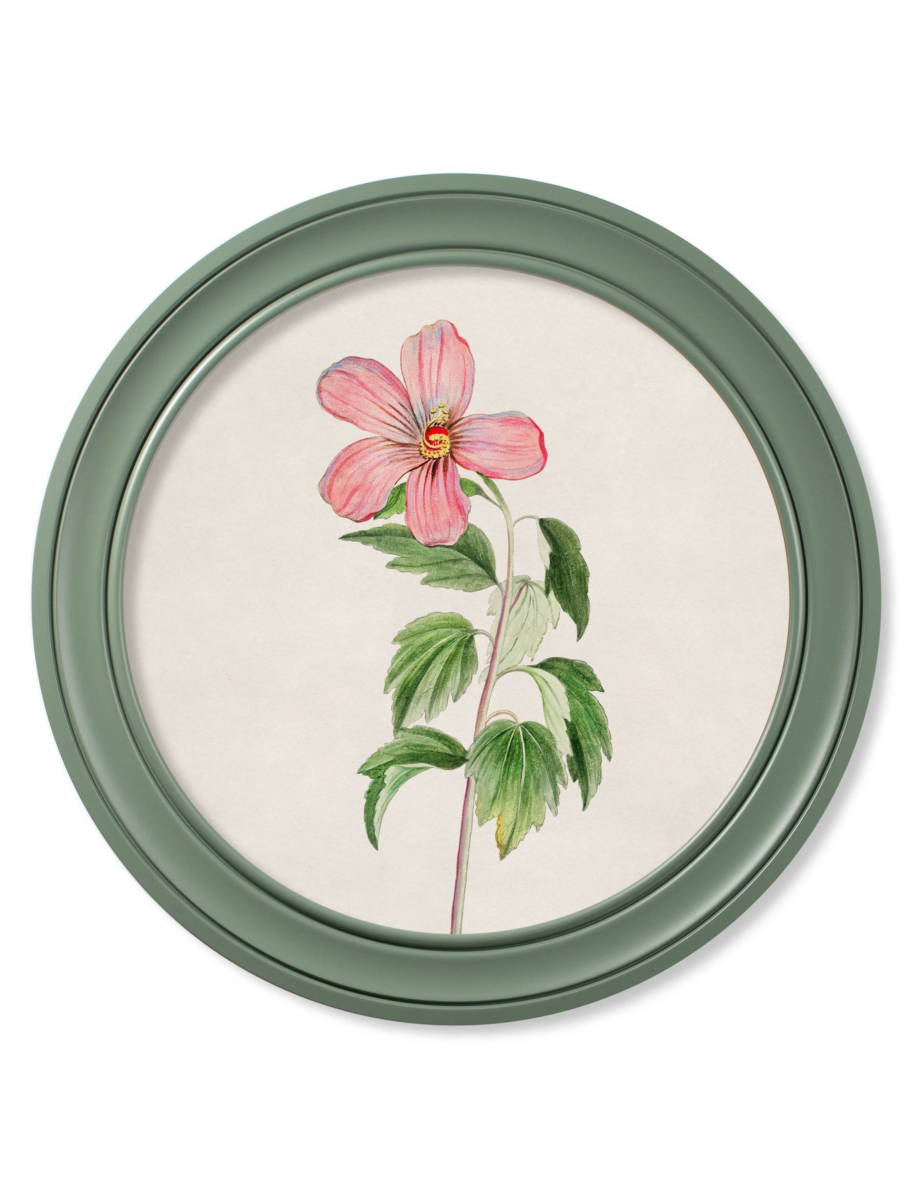 c.1780 Flowering Plants Round Frame Green - Blythe Living