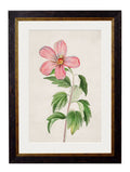 c.1780 Flowering Plants - Blythe Living