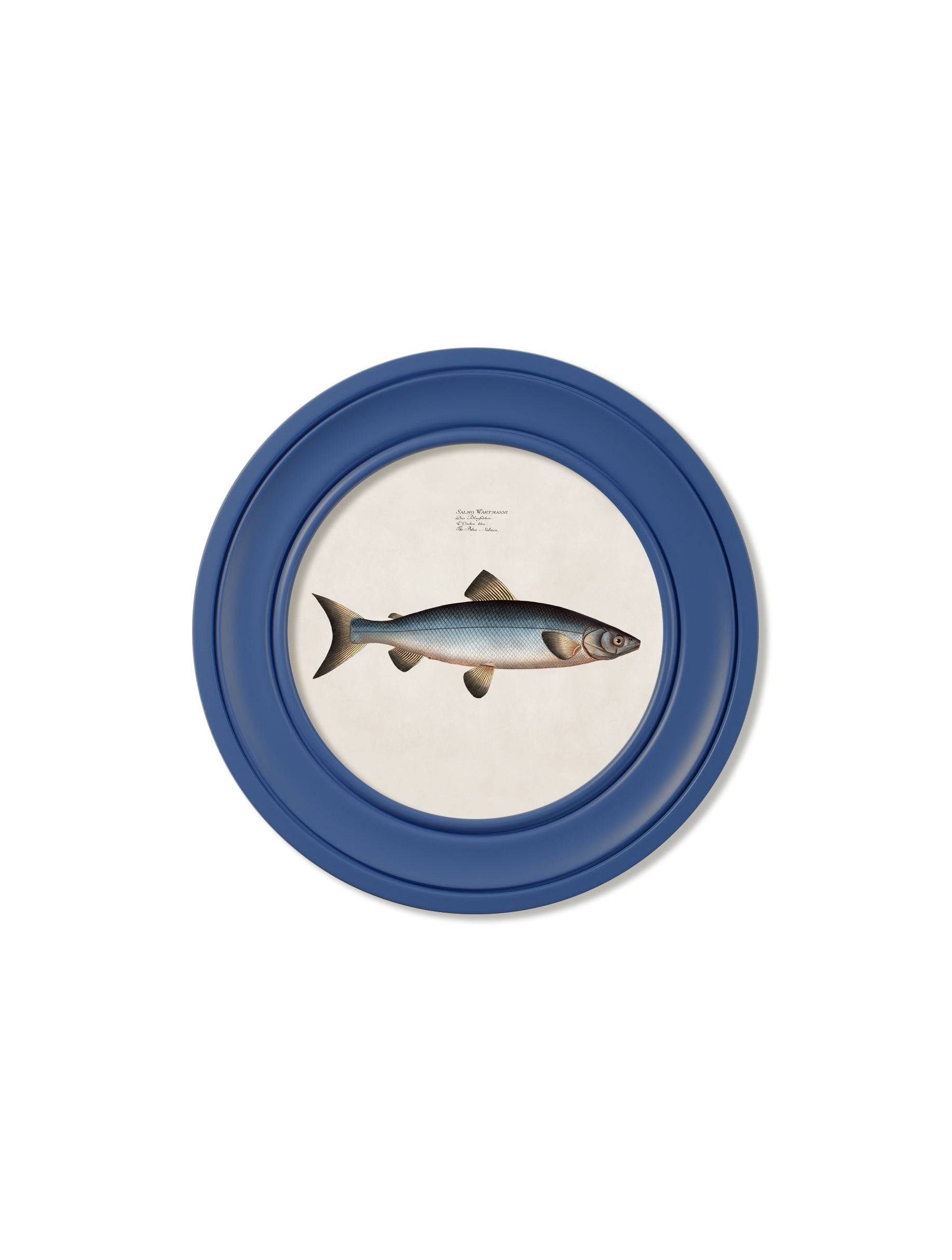 c.1785 Studies of Salmon - Round Frame Blue - Blythe Living