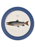 c.1785 Studies of Salmon - Round Frame Blue - Blythe Living