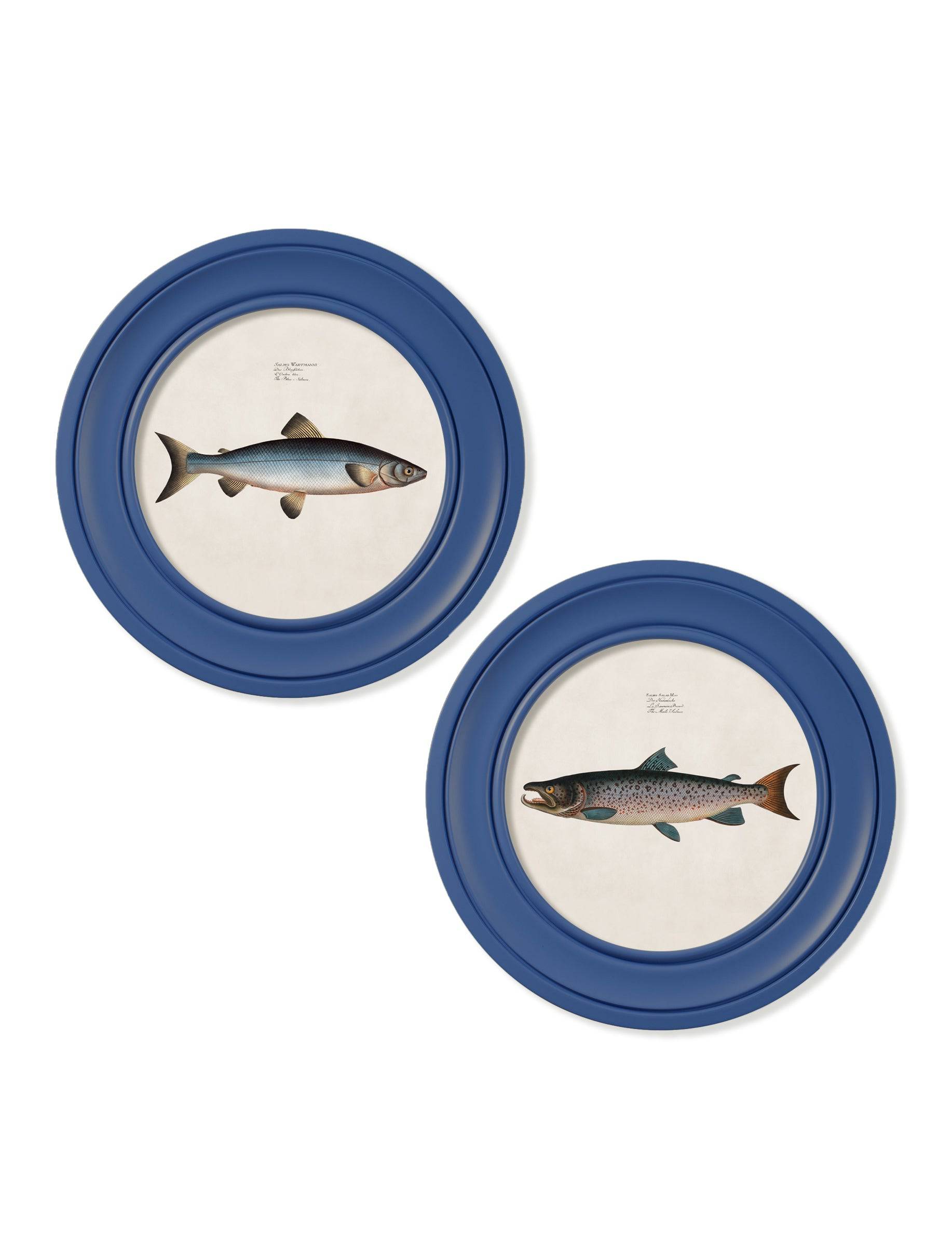 c.1785 Studies of Salmon - Round Frame Blue - Blythe Living