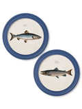 c.1785 Studies of Salmon - Round Frame Blue - Blythe Living