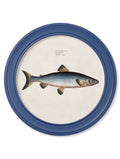 c.1785 Studies of Salmon - Round Frame Blue - Blythe Living