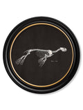 c.1870 Anatomical Skeletons - Dark - Round Frames - Blythe Living