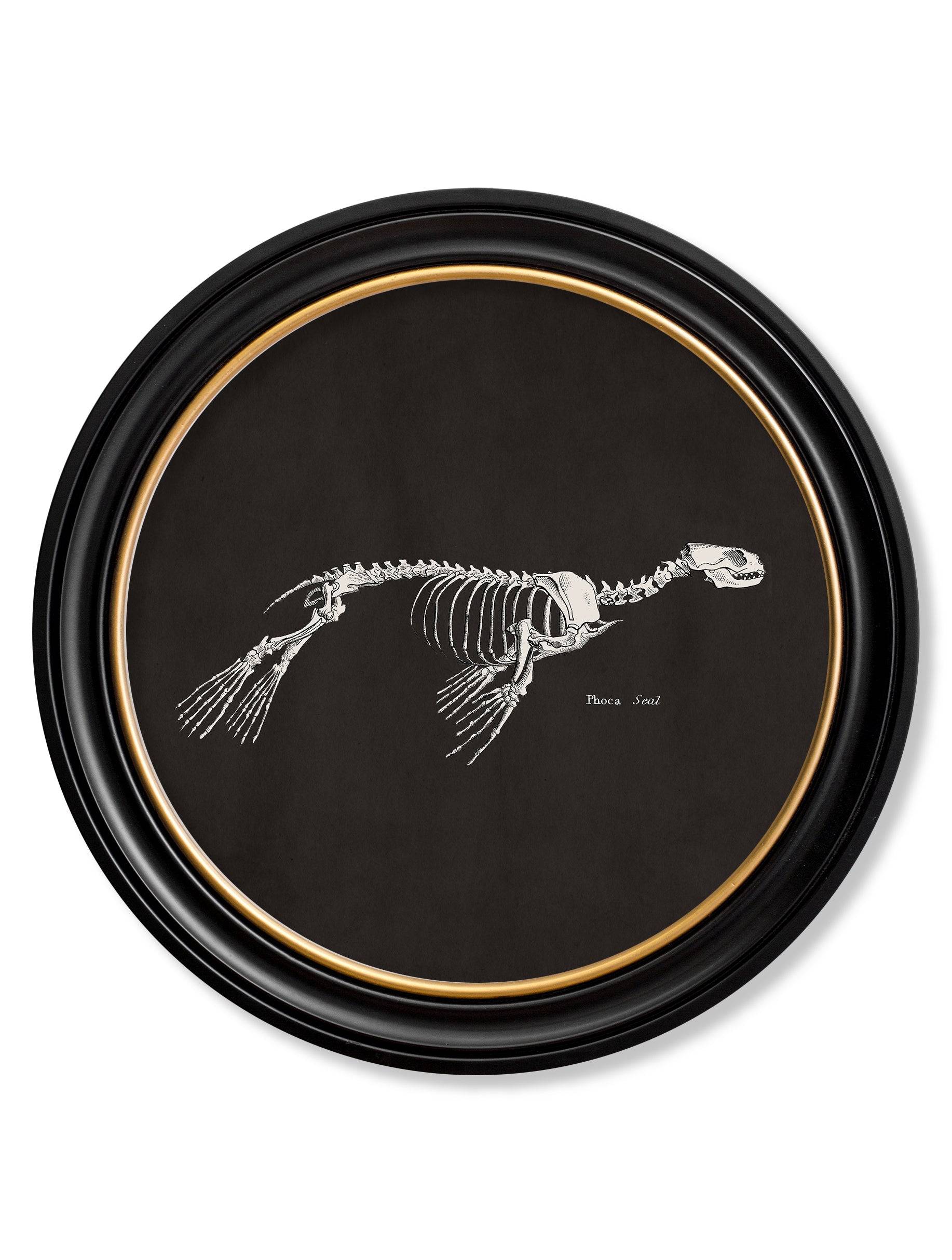 c.1870 Anatomical Skeletons - Dark - Round Frames - Blythe Living