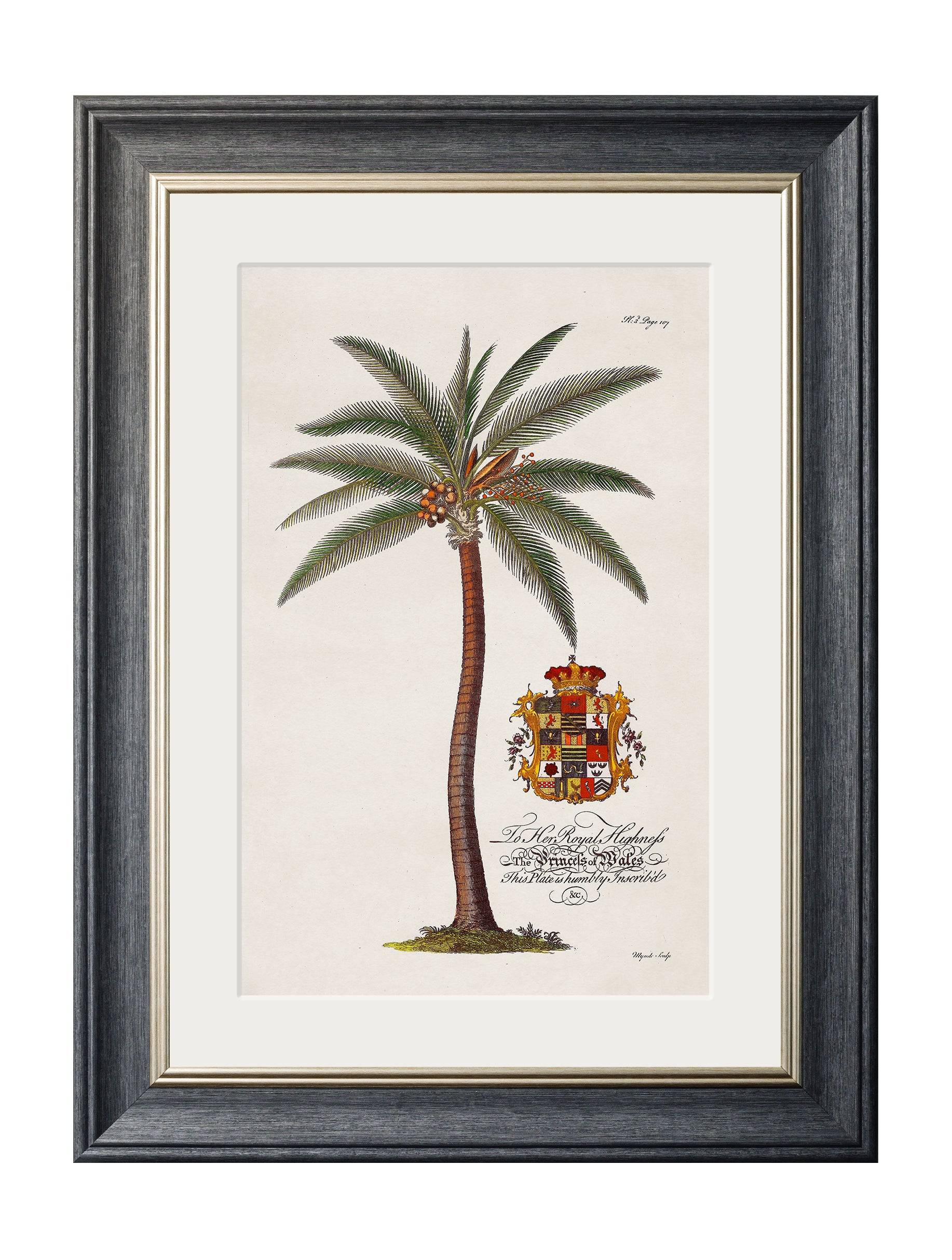 Secure Archival Grade Studies of Palms Prints in Sustainable Wood Frames