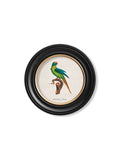 Secure Hand-Finished C.1800's Peach Fronted Parakeet Round Art for Exotic Decor