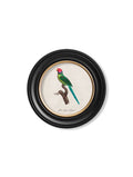 Secure Hand-Finished C.1800's Plum Headed Parakeet Round Art for Exotic Decor