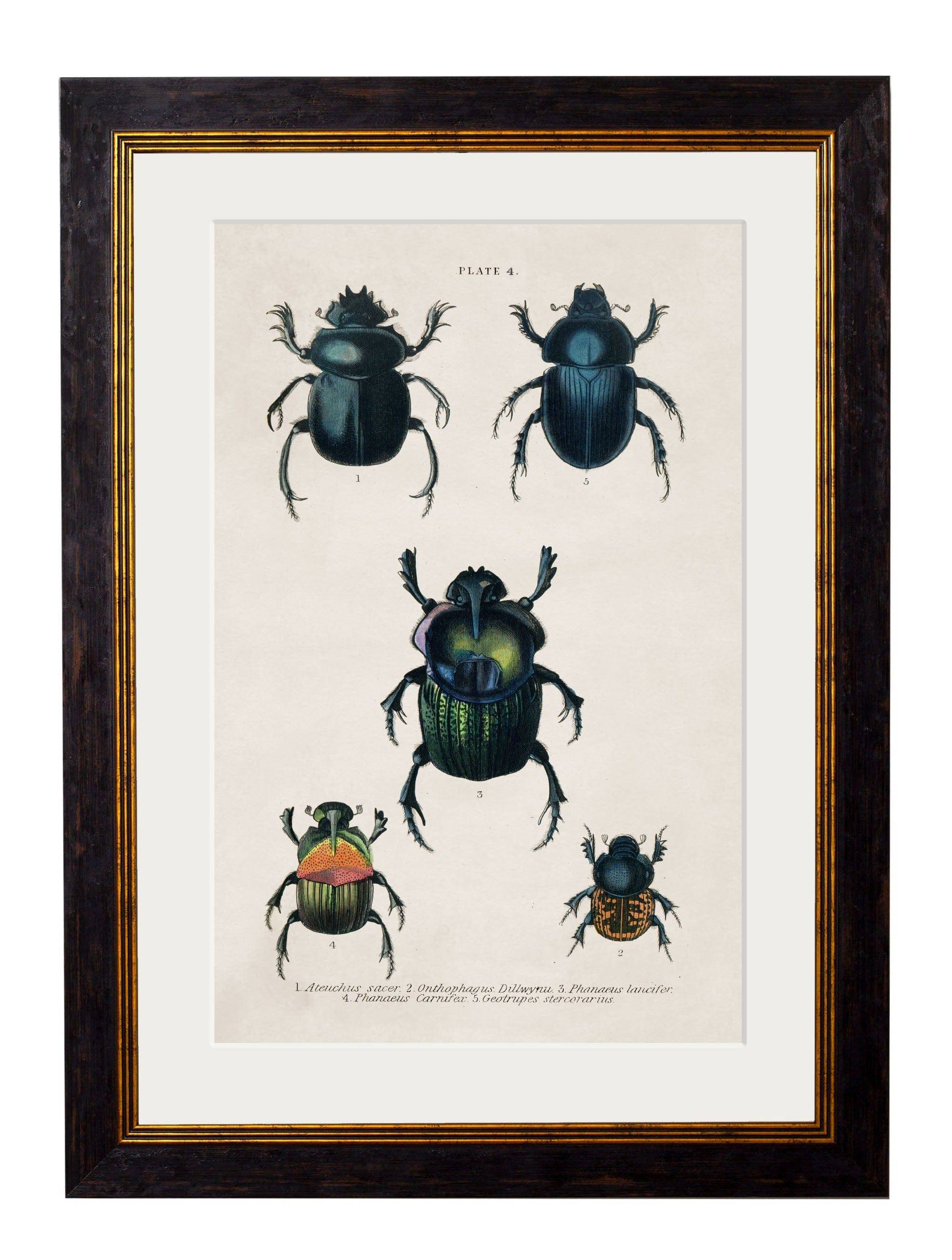 Secure Hand-Finished Victorian Beetle Prints with Minimal Carbon Footprint
