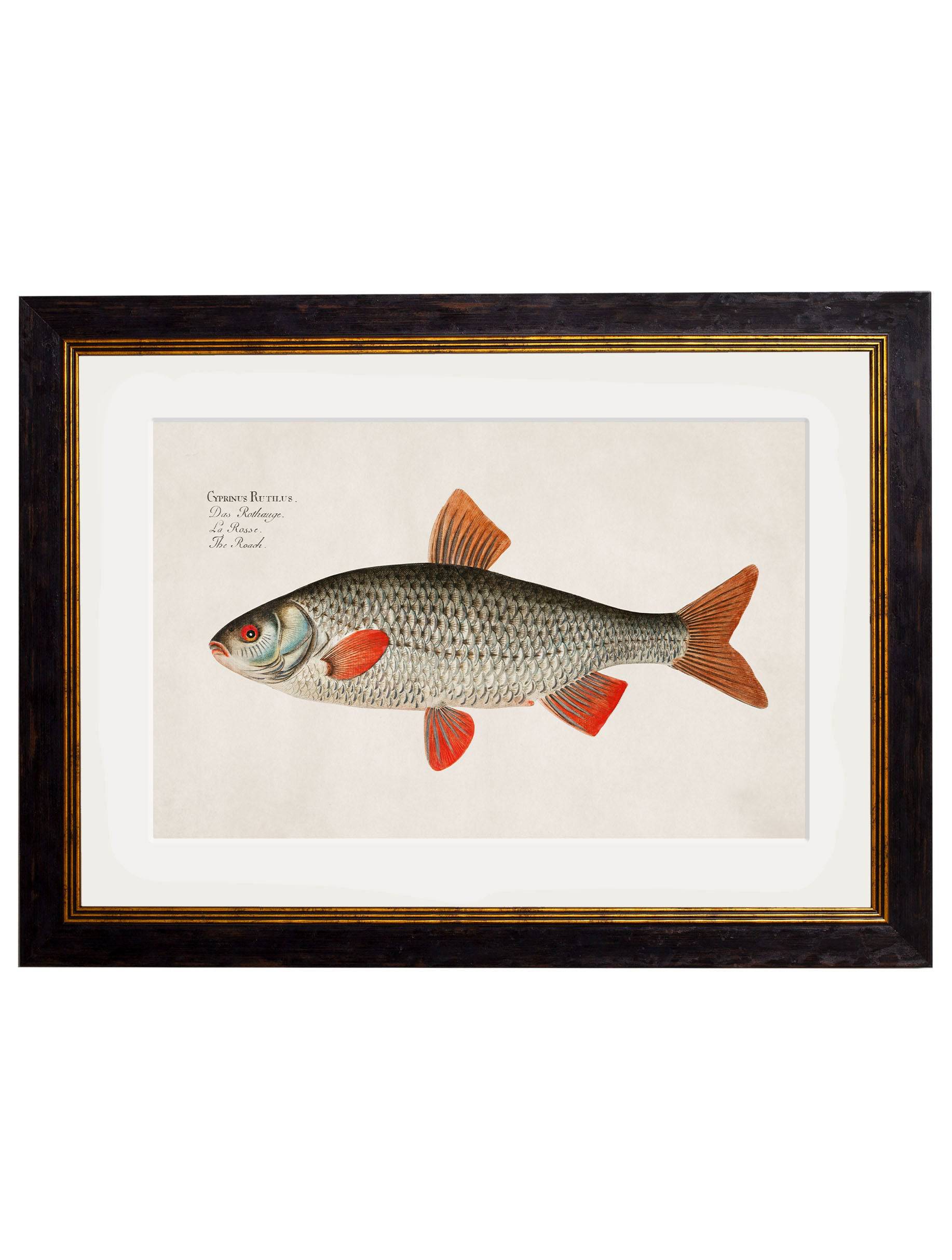 Secure Hand-Finished c.1785 Fresh Water Fish Prints for Traditional Interiors