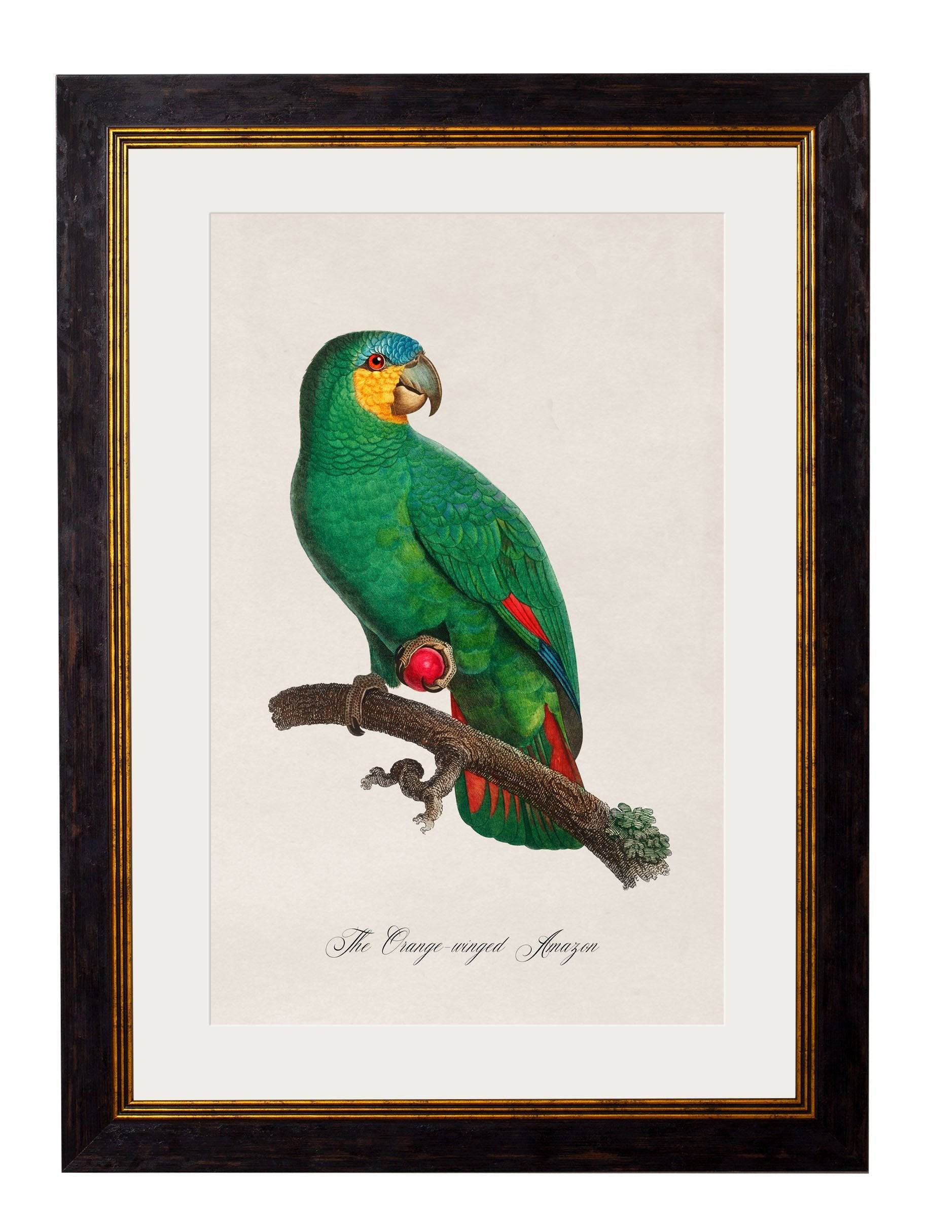Secure Hand-Finished c.1800's French Bird Illustrations with Minimal Carbon Footprint