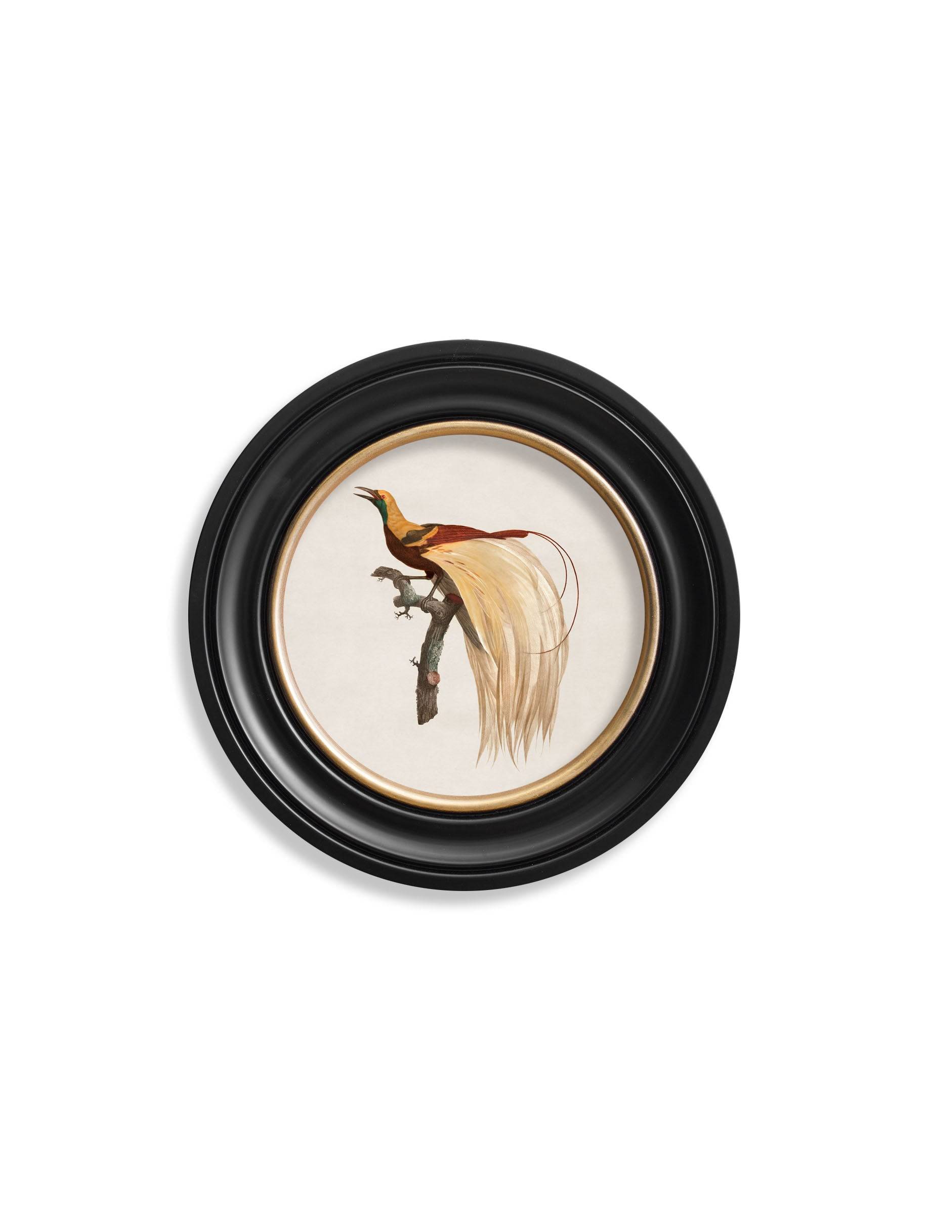 Secure Hand-Finished c.1809 Exotic Bird Illustrations with Minimal Carbon Footprint