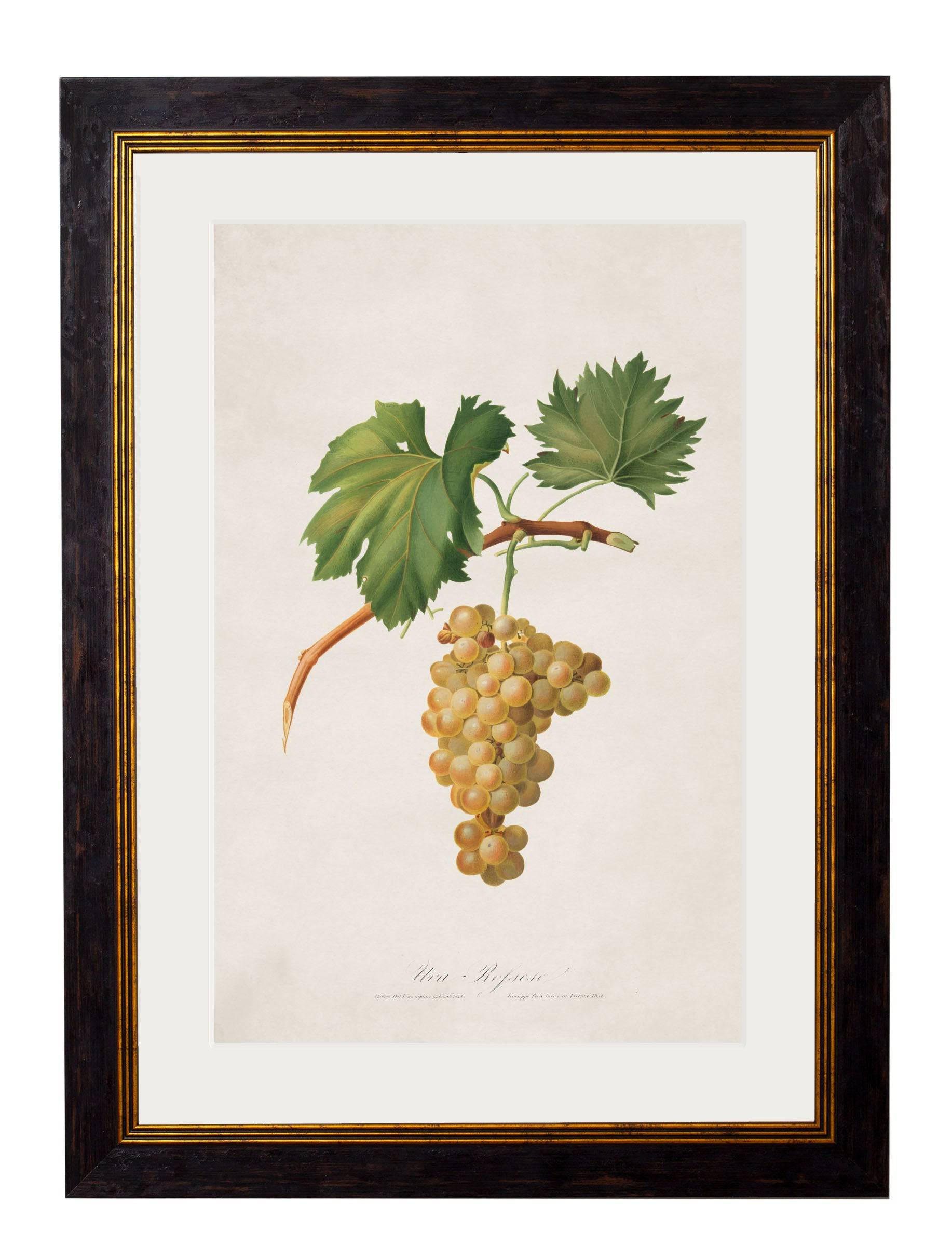 Secure Hand-Finished c.1817 Wine Grape Illustrations with Minimal Carbon Footprint