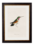 Secure Hand-Finished c.1833 Hummingbird Collection for Heritage Decor