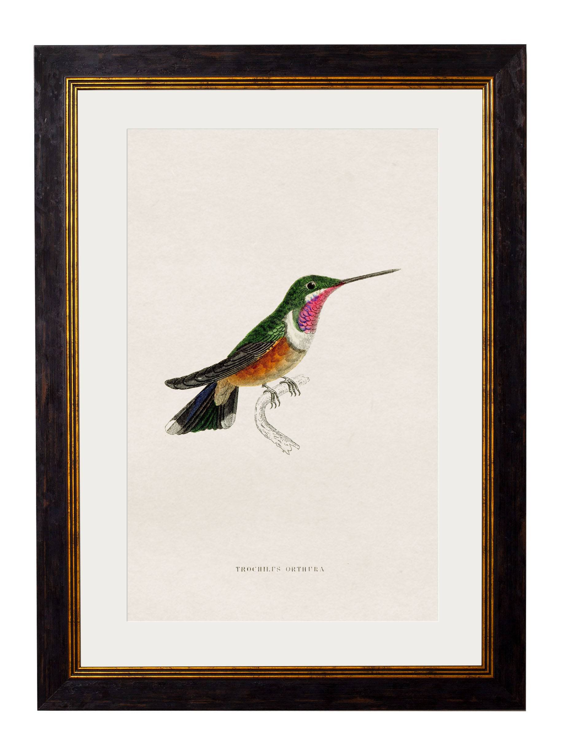 Secure Hand-Finished c.1833 Hummingbird Collection for Heritage Decor