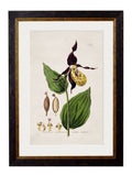 Secure Hand-Finished c.1837 British Flower Art Prints - Made in Britain