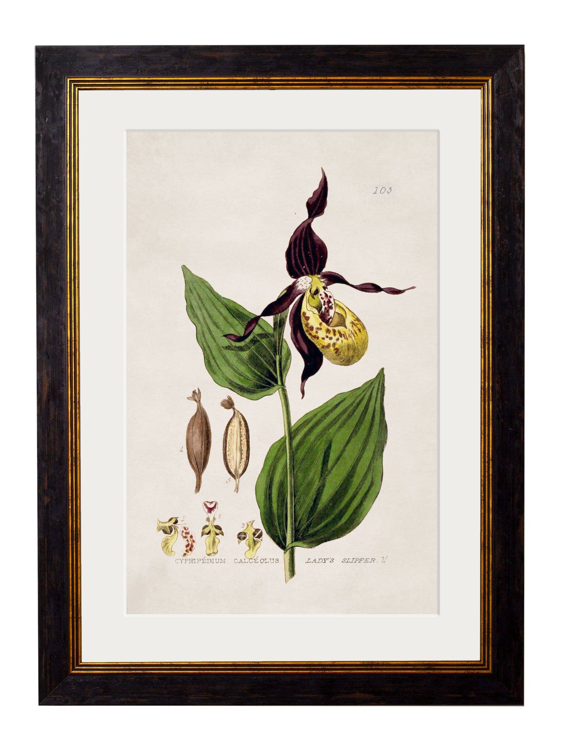 Secure Hand-Finished c.1837 British Flower Art Prints - Made in Britain