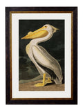 Secure Hand-Finished c.1838 Audubon Bird Collection for Heritage Decor