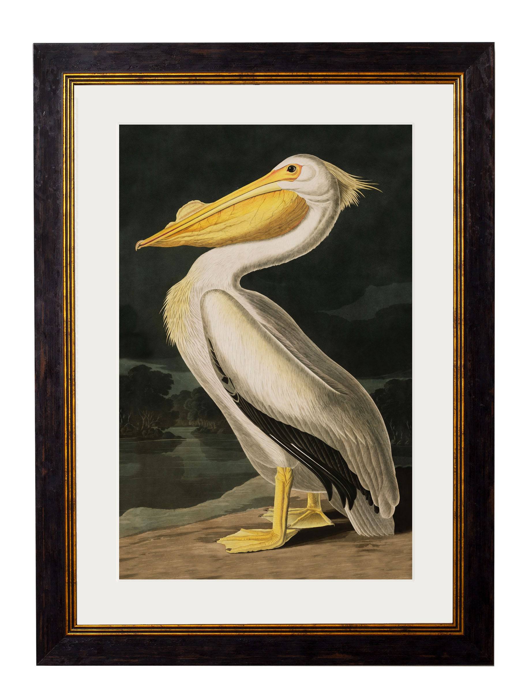 Secure Hand-Finished c.1838 Audubon Bird Collection for Heritage Decor