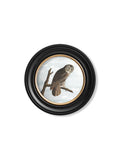 Secure Hand-Finished c.1838 Audubon Owl Collection for Heritage Interior Decor