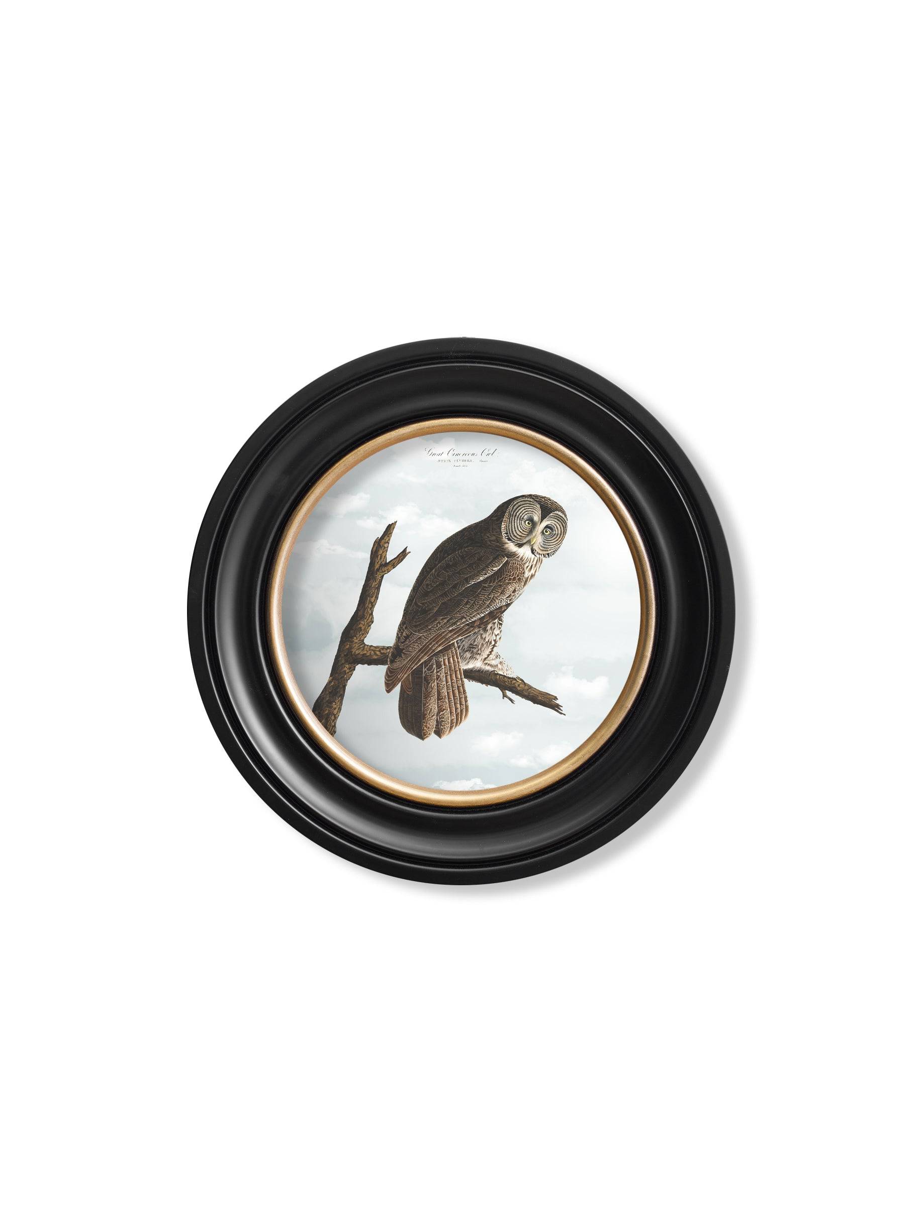 Secure Hand-Finished c.1838 Audubon Owl Collection for Heritage Interior Decor
