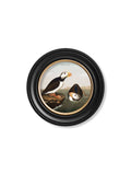 Secure Hand-Finished c.1838 Audubon Puffin Collection for Coastal Decor