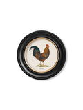 Secure Hand-Finished c.1838 Junglefowl Collection in Custom Wood Round Frames