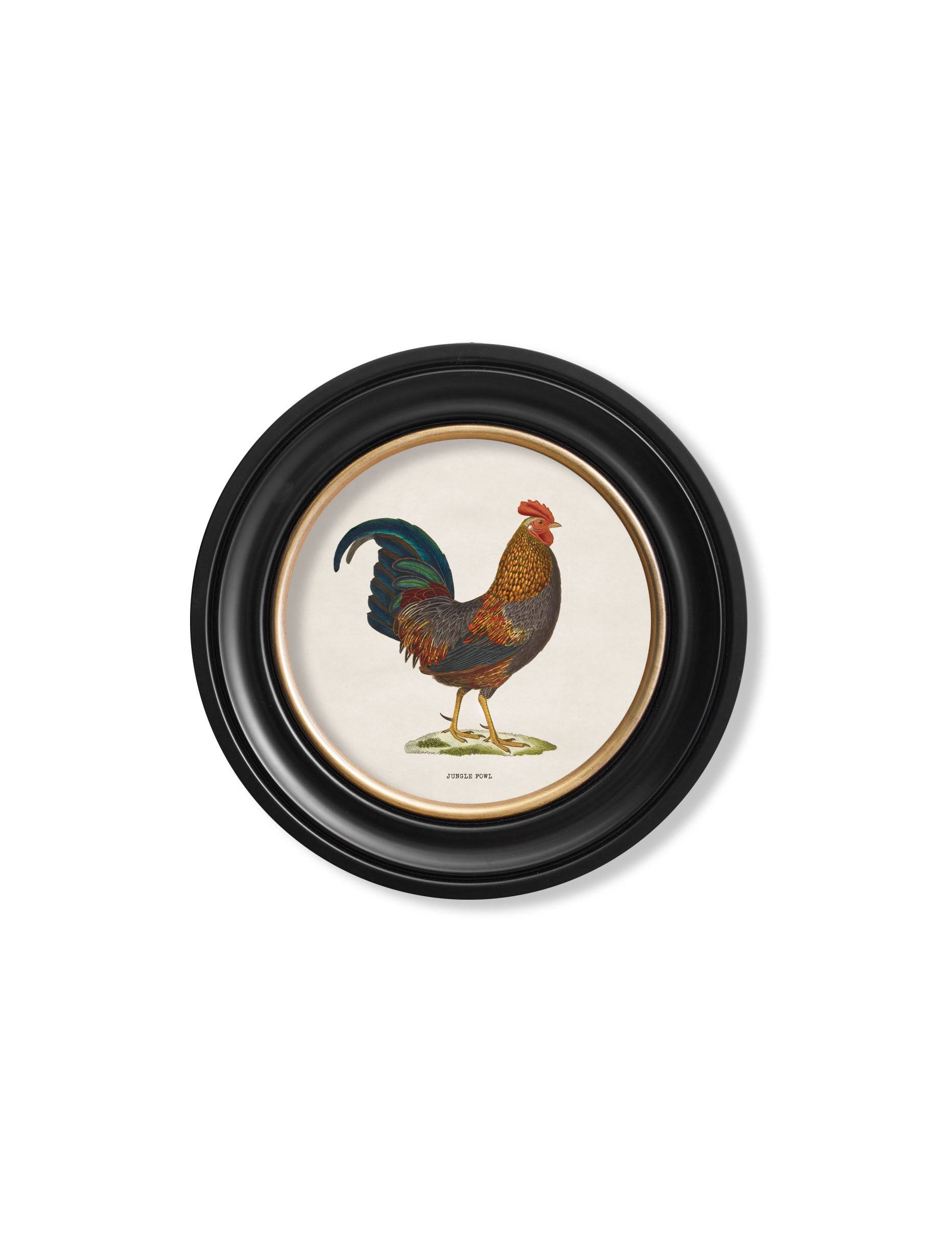 Secure Hand-Finished c.1838 Junglefowl Collection in Custom Wood Round Frames
