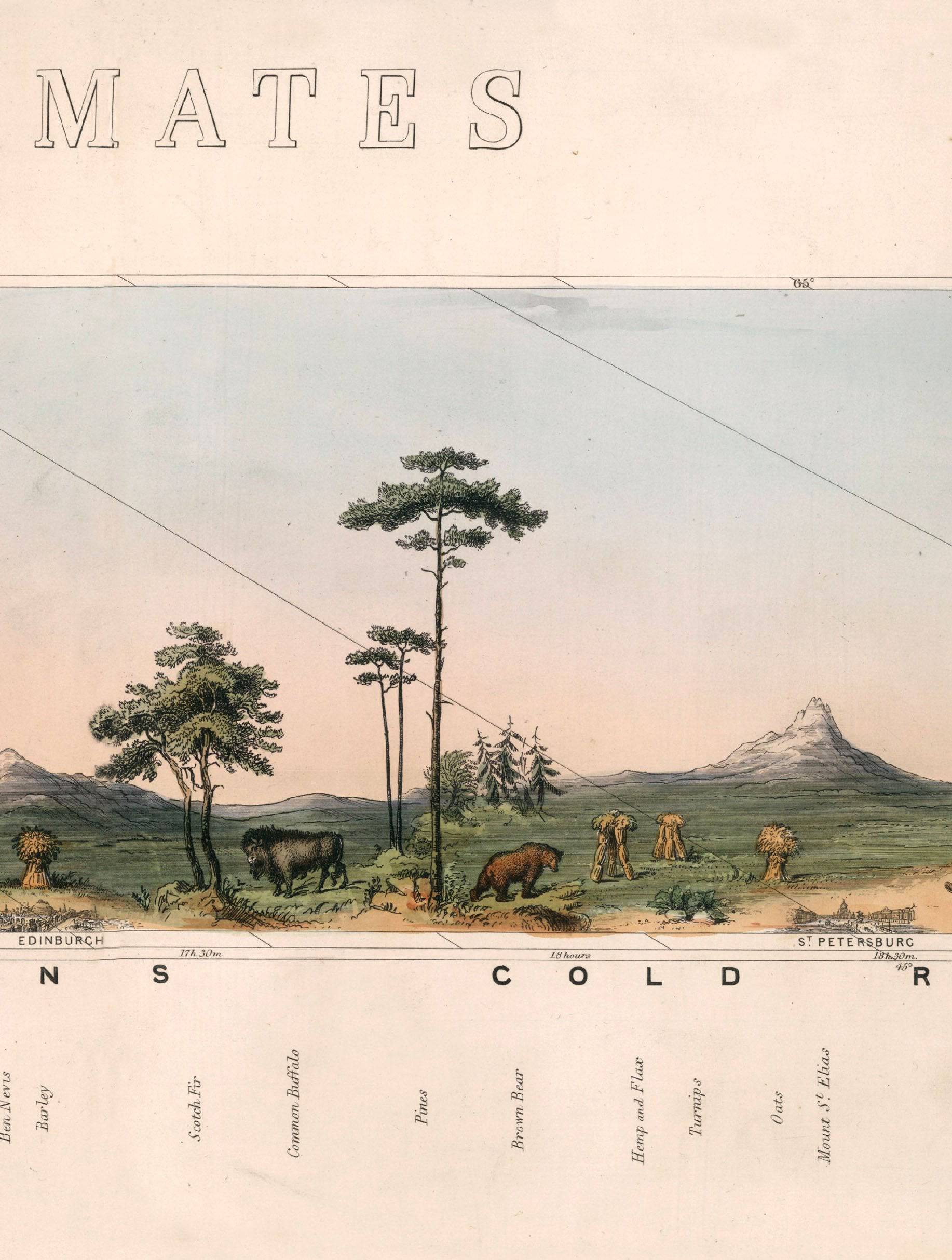 Secure Hand-Finished c.1852 Natural History Illustration with Minimal Carbon Footprint