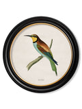 Secure Hand-Finished c.1870 British Bird Collection in Custom Wood Round Frames
