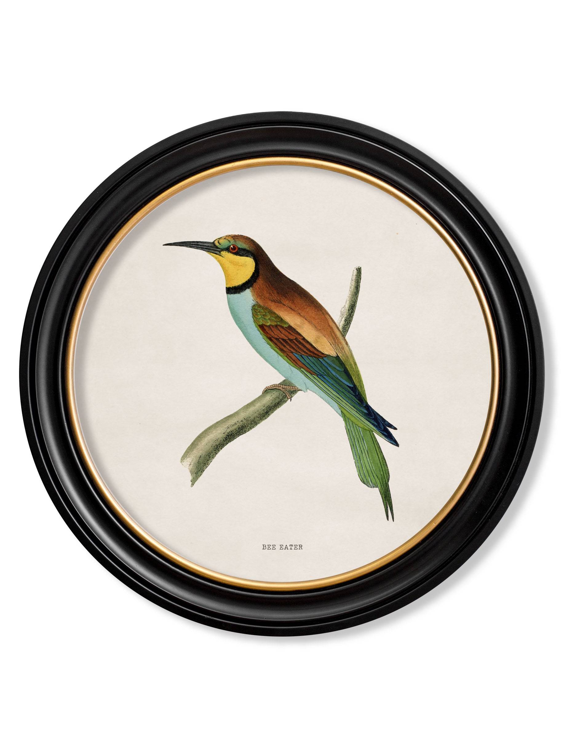 Secure Hand-Finished c.1870 British Bird Collection in Custom Wood Round Frames