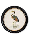 Secure Hand-Finished c.1870 Wading Bird Collection in Custom Wood Round Frames
